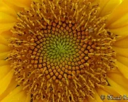 Girasol