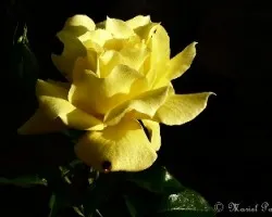 Rosa amarilla