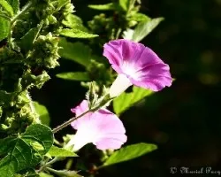 Campanitas silvestres