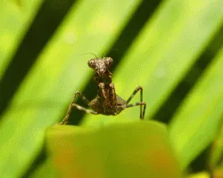 Mantis religiosa