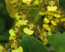 Oncidium sp