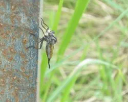 Laphria marginata
