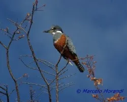 Megaceryle torquata