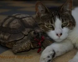 Siesta de amigos