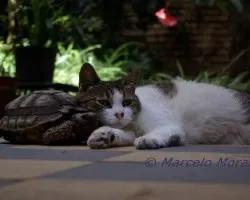 Siesta de amigos