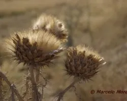 Myioborus cardonai
