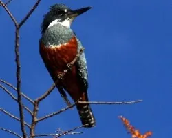 Megaceryle torquatus