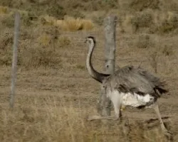 Rhea pennata