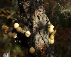 Cyttaria darwinii
