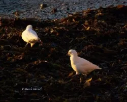 Gaviotas