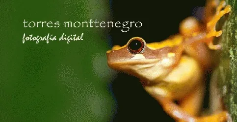 Dendropsophus ebraccatus