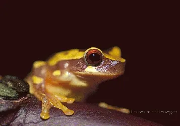 Dendropsophus ebraccatus