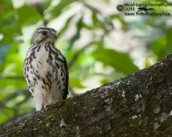 Buteo plagiatus