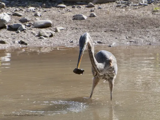 Ardea herodias