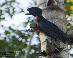 Cephalopterus glabricollis