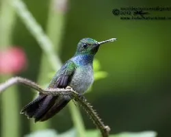 Amazilia amabilis