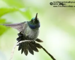 Amazilia amabilis