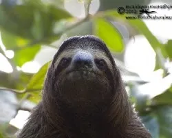 Bradypus variegatus