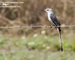 Tyrannus forficatus