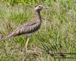 Burhinus bistriatus