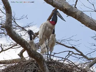 Jabiru mycteria
