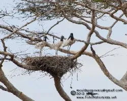 Jabiru mycteria