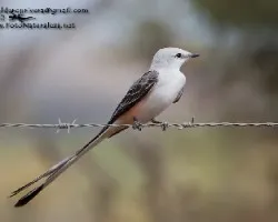 Tyrannus forficatus
