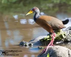 Aramides cajanea