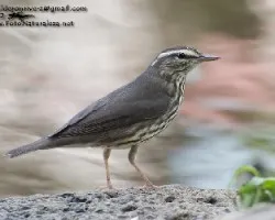 Seiurus motacilla
