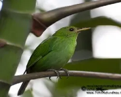 Chlorophanes spiza