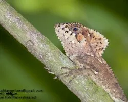 Corytophanes cristatus