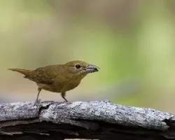 Piranga rubra