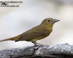 Piranga rubra