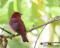 Piranga rubra