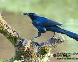 Quiscalus mexicanus