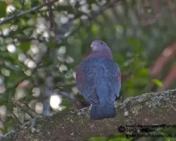 Patagioenas flavirostris