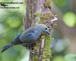 Thraupis palmarum