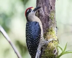 Melanerpes pucherani