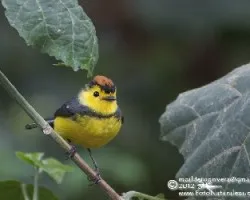 Myioborus torquatus