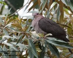 Patagioenas nigrirostris