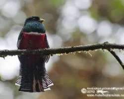 Trogon collaris