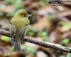 Empidonax flavescens