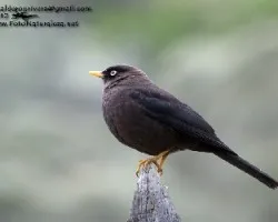 Turdus nigrescens