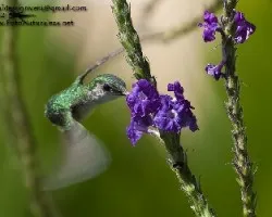 Microchera albocoronata