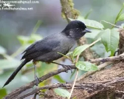 Pselliophorus tibialis
