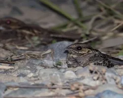 Nyctidromus albicollis