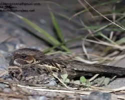 Nyctidromus albicollis