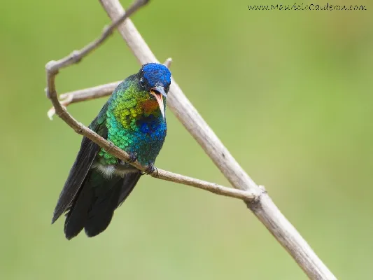 Panterpe insignis