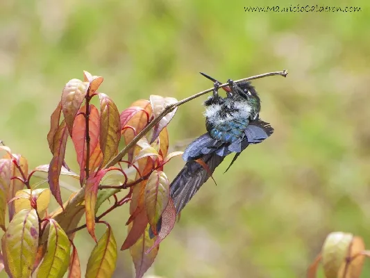Panterpe insignis
