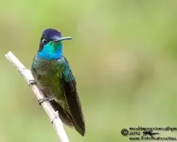 Eugenes fulgens